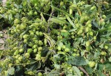 Pennsylvania hops growers want to link up to help struggling industry harvest hops