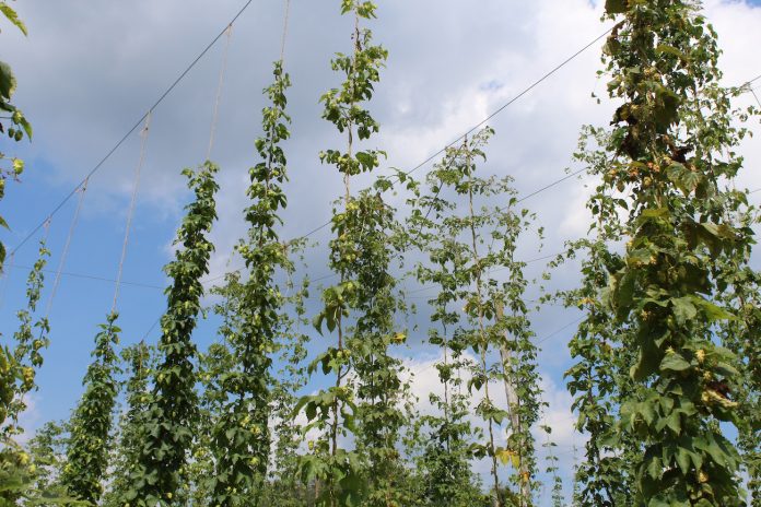 hops on trellis