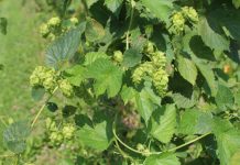 Pennsylvania seeks proposals for high-priority specialty crop grant funds hops up close