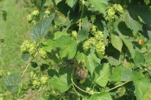 hops up close