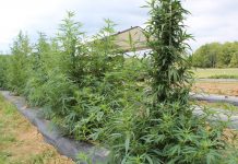 Ohio one of first states approved for hemp hemp growing at ag progress days.