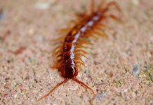 Common backyard and even household invertebrates centipede