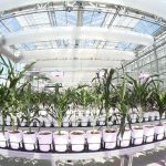 Stalk sensors to measure water use stalk sensor