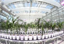 Stalk sensors to measure water use stalk sensor