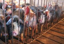 Meat processing backup leads to tough decisions pigs in a pen