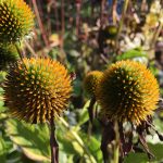 Garden cleanup: How to help overwintering pollinators wilted purple coneflower