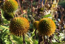 Garden cleanup: How to help overwintering pollinators wilted purple coneflower
