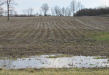 Marlin: Spring markets looking for news a wet crop field