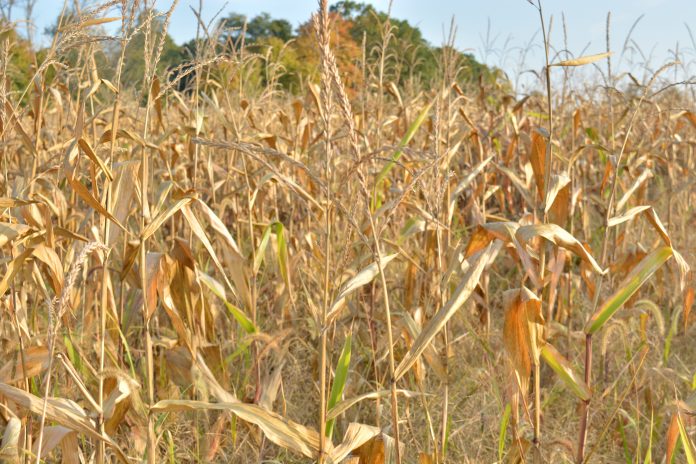 a dry cornfield in Columbiana County, Ohio.