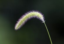 How to fight foxtail in forages foxtail