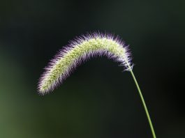foxtail