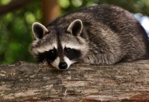 Hunting for raccoons: Part three raccoon