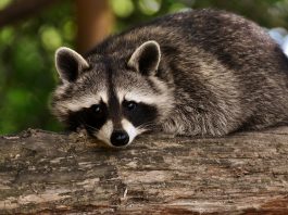 Wildlife cartels and the cat who leads them raccoon