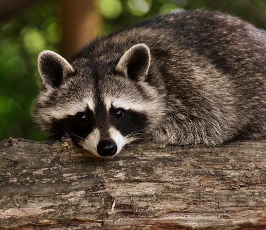 Wildlife cartels and the cat who leads them raccoon