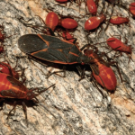 How to rid your home of boxelder bugs Boxelder bugs