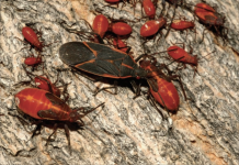 How to rid your home of boxelder bugs Boxelder bugs