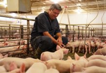 First-generation farmer takes reins of Pennsylvania Farm Bureau pig farmer