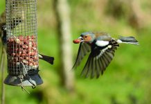 Matching bird food to feeders helps birds bird flying to feeder