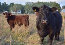 Not everyone happy with $19 billion USDA aid package to farmers cattle