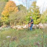 Fall forage inventory: 4 steps to measure your winter feed Caleb Swope with sheep