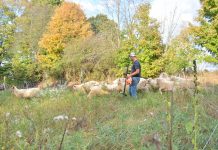 Fall forage inventory: 4 steps to measure your winter feed Caleb Swope with sheep