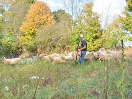 Fall forage inventory: 4 steps to measure your winter feed Caleb Swope with sheep