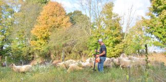 Fall forage inventory: 4 steps to measure your winter feed Caleb Swope with sheep