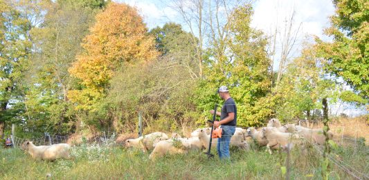 Fall forage inventory: 4 steps to measure your winter feed Caleb Swope with sheep