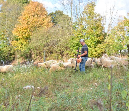 Fall forage inventory: 4 steps to measure your winter feed Caleb Swope with sheep