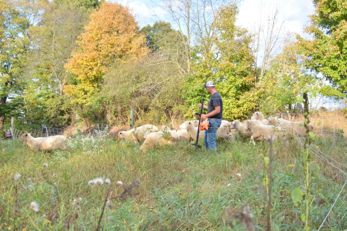 CalebSwopeSheep2 Caleb Swope with sheep