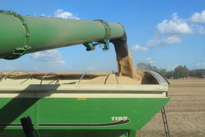 beans emptying into grain cart