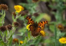 Don’t forget the pollinators Comma butterflies