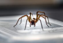 When wildlife runs wild house spider