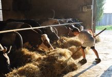 Farm life teaches children ingenuity a child feeding cattle hay