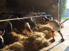 Farm life teaches children ingenuity a child feeding cattle hay