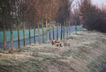 Oh, deer! Stay alert on the road this fall deer near road