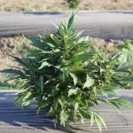 Hemp moves forward in Ohio A small hemp plant growing at the 2019 Farm Science Review.