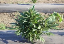 Hemp moves forward in Ohio A small hemp plant growing at the 2019 Farm Science Review.