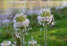 Bur-ied by Kip’s puppy antics cocklebur