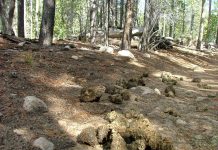 Do you know your scat? scat