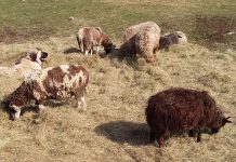 Livestock guardian dog training for modern shepherds livestock guardian dog with sheep