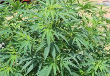 Ohio to open hemp applications March 3 a hemp plant