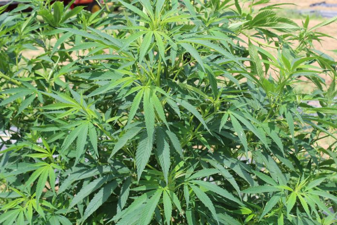 a hemp plant