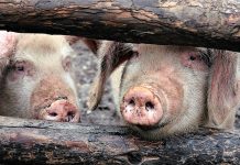 African swine fever reported in Haiti pigs