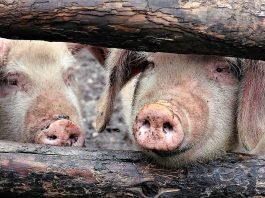 Big Bacon’s Farm Bill carve-out needs to be carved out pigs