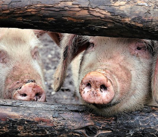 Big Bacon’s Farm Bill carve-out needs to be carved out pigs
