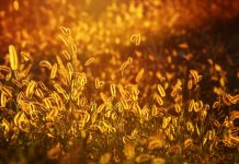There are different types of life, loss foxtail at sunset