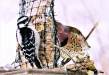 Now is the time for project FeederWatch birds at a feeder