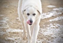 Life on a farm freight-train ride livestock guardian dog