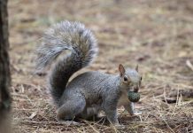 Using signs from nature to predict winter weather grey squirrel